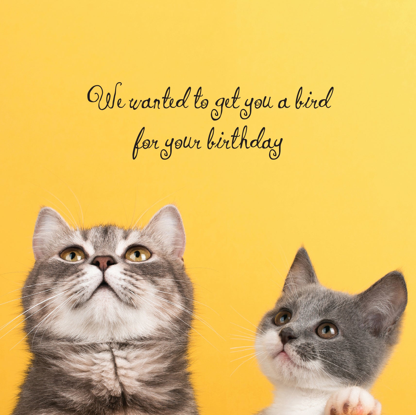 A very cute cat and kitten on a yellow background looking upwards saying they wanted to get you a bird for your birthday but luckily they couldn't 