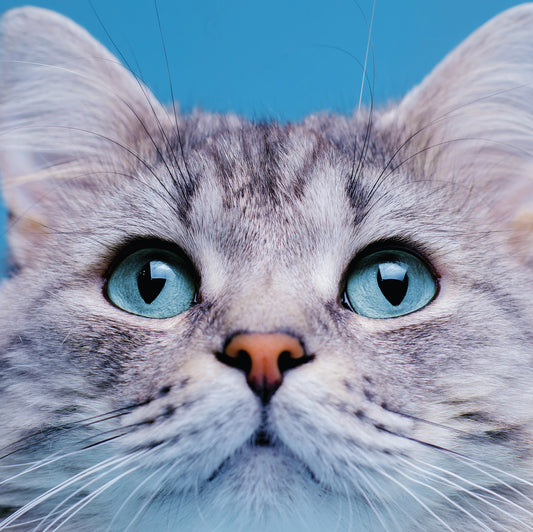 Grey Cat Blank Card
