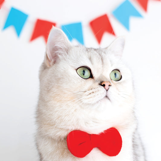 Bunting & Cat Blank Card