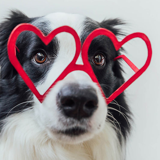 Collie Love Card